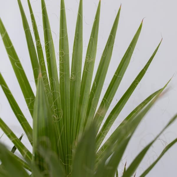 Udendørs palmeblanding - Sæt med 3 - Outdoor Palmmix - Højde 50-70cm - ⌀15cm