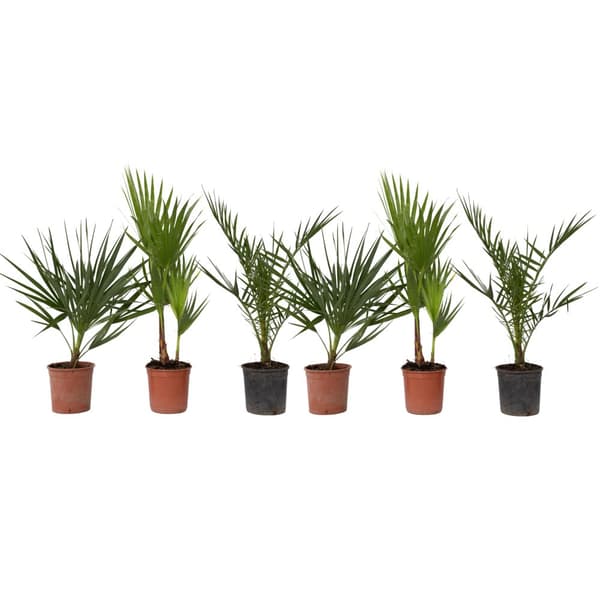 Udendørs palmeblanding - Sæt med 6 - Outdoor Palmmix - Højde 50-70cm - ⌀15cm