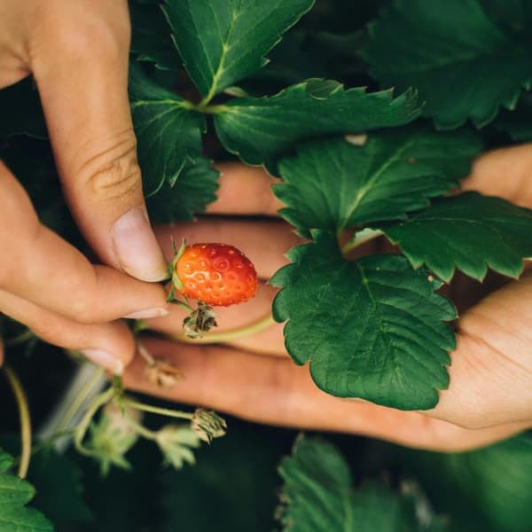 Jordbær - Sæt med 6 - Fragaria x ananassa 'Roman' - Højde 15-20cm - ⌀9cm