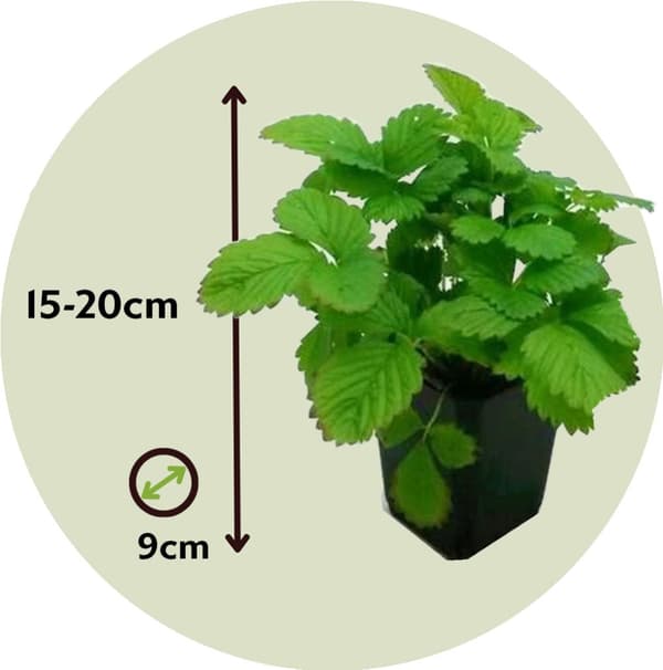 Jordbær - Sæt med 6 - Fragaria x ananassa 'Roman' - Højde 15-20cm - ⌀9cm