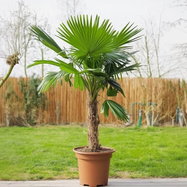 Fläktpalm - Set om 2 - Washingtonia robusta - Höjd 50-60cm - ⌀15cm