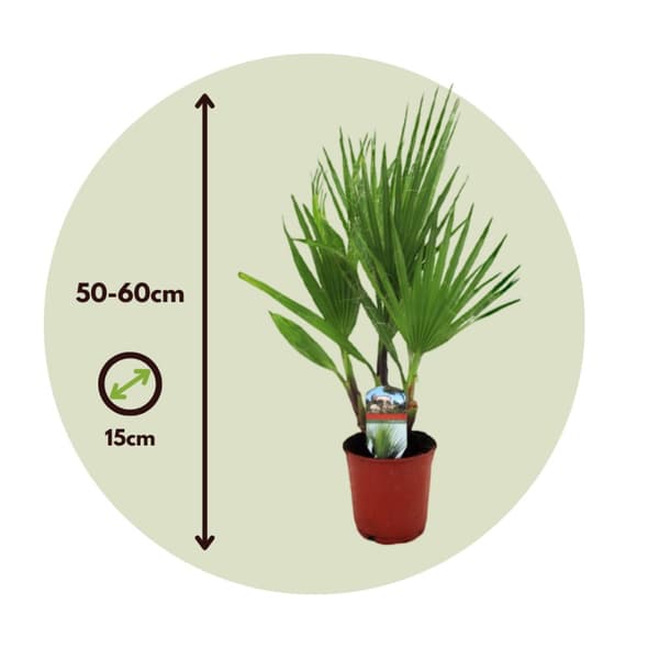 Fläktpalm - Set om 2 - Washingtonia robusta - Höjd 50-60cm - ⌀15cm