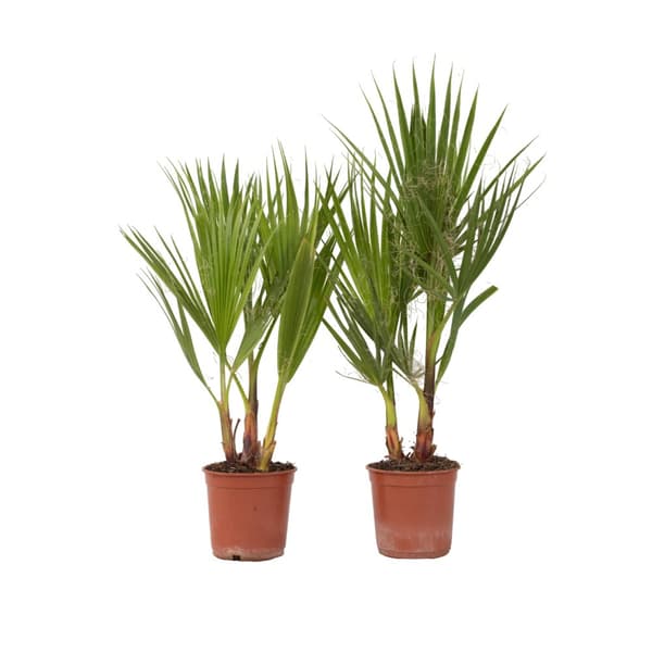 Fläktpalm - Set om 2 - Washingtonia robusta - Höjd 50-60cm - ⌀15cm