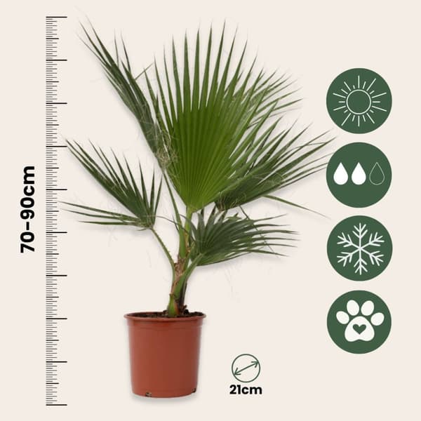 Fläktpalm - Washingtonia robusta - Höjd 70-90cm - ⌀21cm