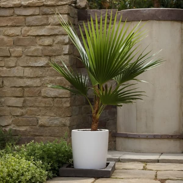 Fläktpalm - Set om 2 - Washingtonia robusta - Höjd 70-90cm - ⌀21cm