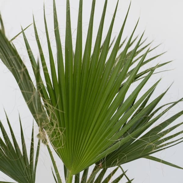 Fläktpalm - Set om 2 - Washingtonia robusta - Höjd 70-90cm - ⌀21cm