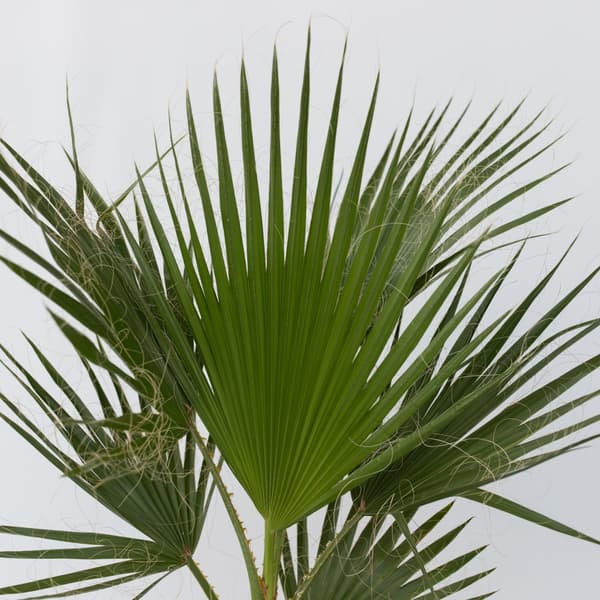 Fläktpalm - Set om 2 - Washingtonia robusta - Höjd 70-90cm - ⌀21cm
