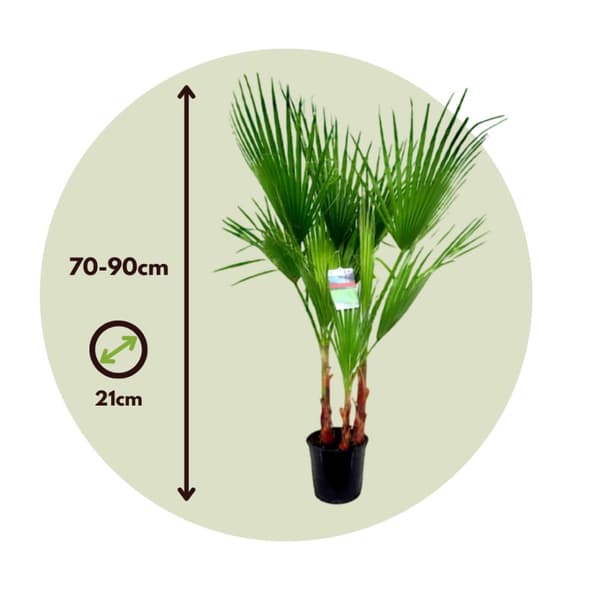 Fläktpalm - Set om 2 - Washingtonia robusta - Höjd 70-90cm - ⌀21cm
