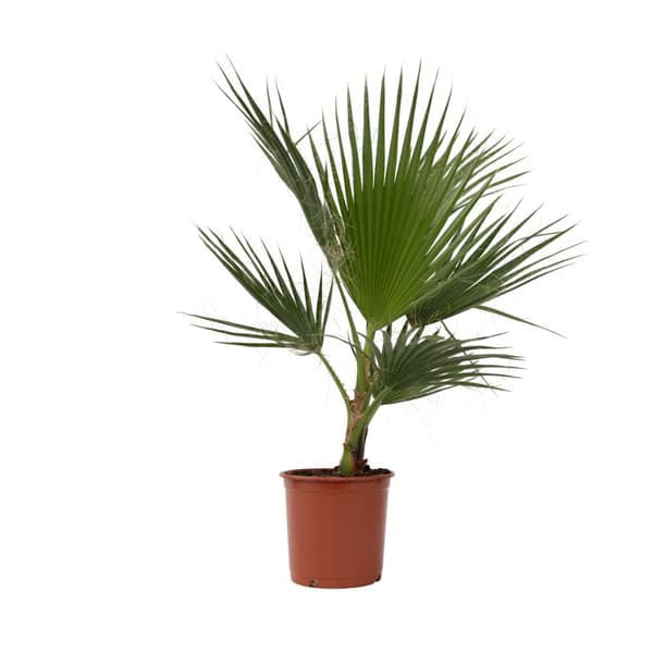Fläktpalm - Set om 2 - Washingtonia robusta - Höjd 70-90cm - ⌀21cm