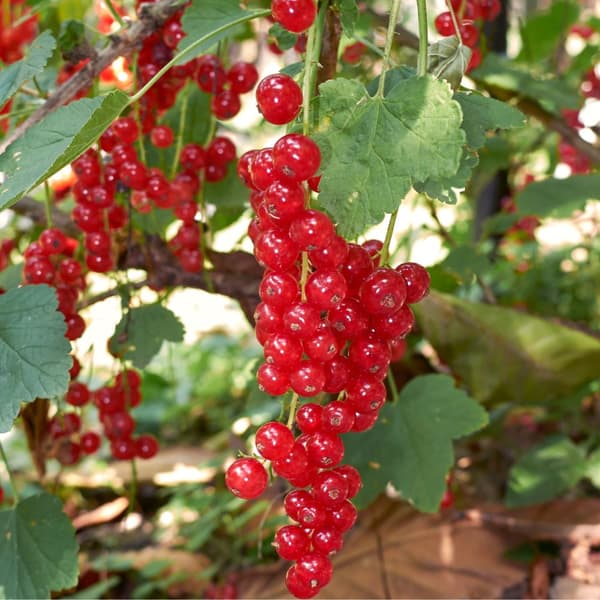 Bærplanter - Sæt med 8 - Rubus, rubrum, Uva, Fructosus - Højde 25-40cm - ⌀9cm