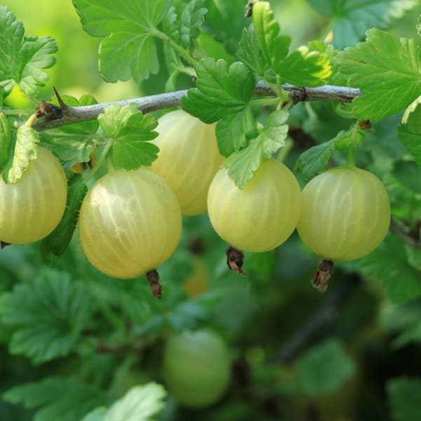 Bærplanter - Sæt med 8 - Rubus, rubrum, Uva, Fructosus - Højde 25-40cm - ⌀9cm