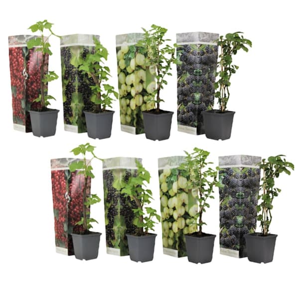 Bærplanter - Sæt med 8 - Rubus, rubrum, Uva, Fructosus - Højde 25-40cm - ⌀9cm