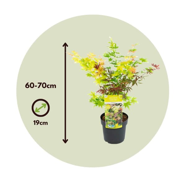 Japansk lönn - Acer palmatum 'Festival' - Höjd 60-70cm - ⌀19cm