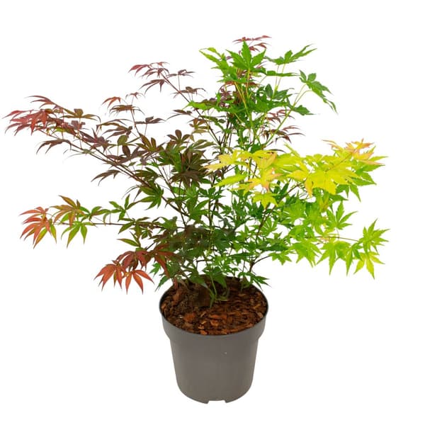 Japansk lönn - Acer palmatum 'Festival' - Höjd 60-70cm - ⌀19cm