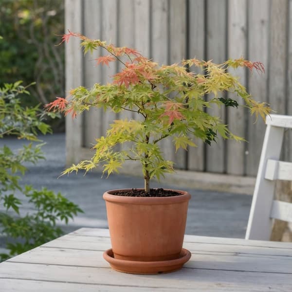 Japansk lönn - Acer palmatum 'Moonrise' - Höjd 40-50cm - ⌀19cm