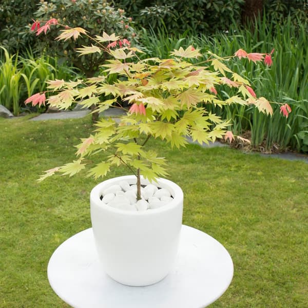 Japansk lönn - Acer palmatum 'Moonrise' - Höjd 40-50cm - ⌀19cm