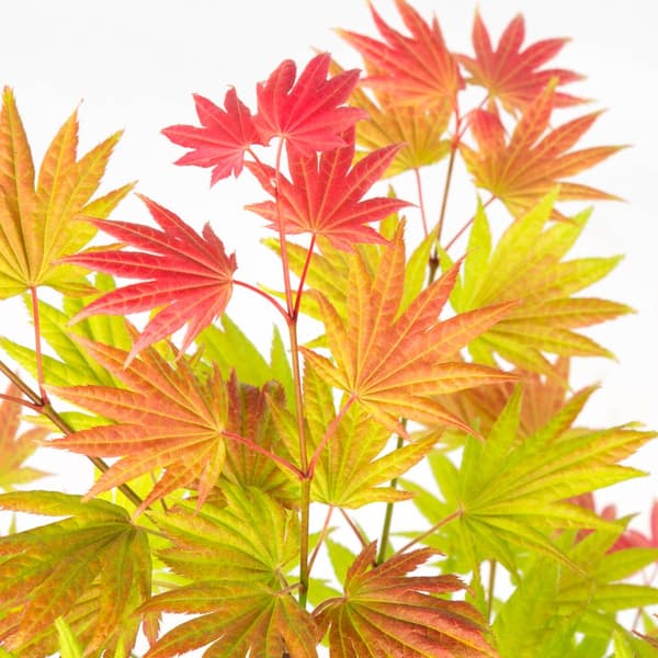 Japansk lönn - Acer palmatum 'Moonrise' - Höjd 40-50cm - ⌀19cm