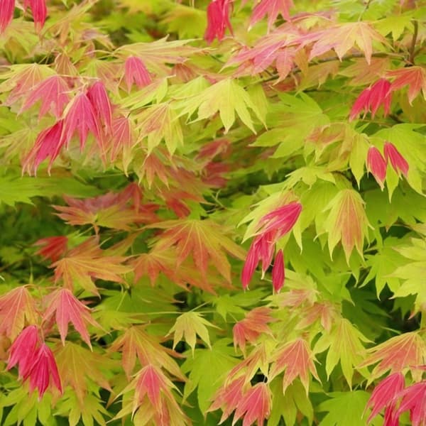 Japansk lönn - Acer palmatum 'Moonrise' - Höjd 40-50cm - ⌀19cm