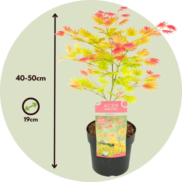 Japansk lönn - Acer palmatum 'Moonrise' - Höjd 40-50cm - ⌀19cm
