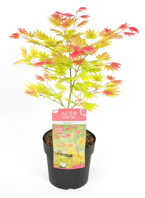 Japansk lönn - Acer palmatum 'Moonrise' - Höjd 40-50cm - ⌀19cm