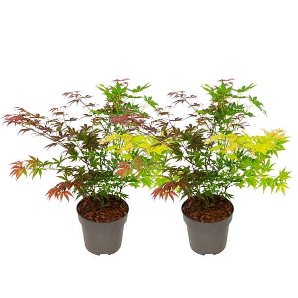 Japansk lönn - Set om 2 - Acer palmatum 'Festival' - Höjd 60-70cm - ⌀19cm
