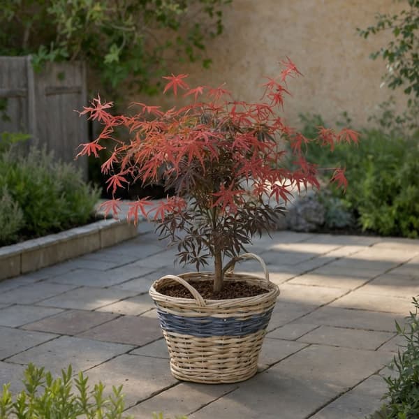 Japansk lönn - Acer palmatum 'Starfish' - Höjd 60-70cm - ⌀19cm