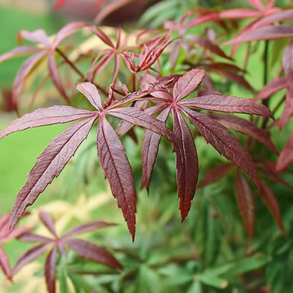 Japansk lönn - Acer palmatum 'Starfish' - Höjd 60-70cm - ⌀19cm