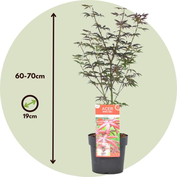 Japansk lönn - Acer palmatum 'Starfish' - Höjd 60-70cm - ⌀19cm