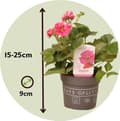 Miniatyrbild 2 av 2: Jordgubbsplanta - Set om 6 - Fragaria 'Summer Breeze' - Höjd 15-25cm - ⌀10,5cm
