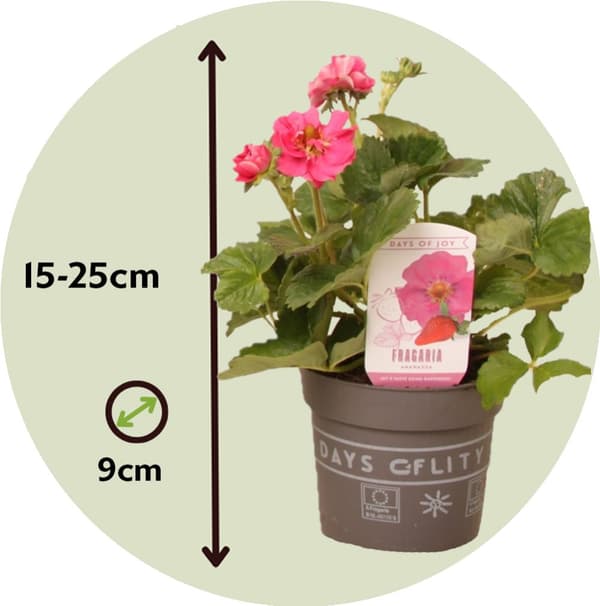 Jordgubbsplanta - Set om 6 - Fragaria 'Summer Breeze' - Höjd 15-25cm - ⌀10,5cm