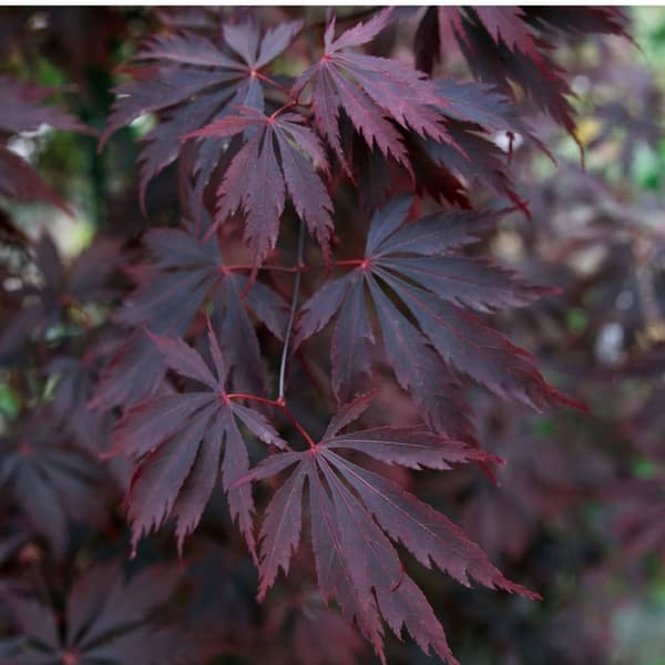 Japanin vaahtera - Acer palmatum 'Black Lace' - Korkeus 60-70cm - ⌀19cm
