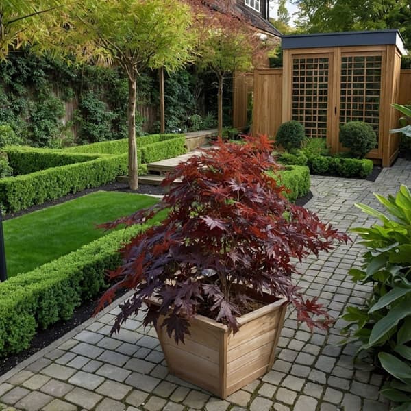 Japansk lönn - Set om 2 - Acer palmatum 'Black Lace' - Höjd 60-70cm - ⌀19cm