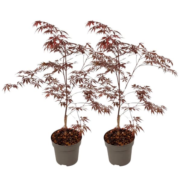 Japansk lönn - Set om 2 - Acer palmatum 'Black Lace' - Höjd 60-70cm - ⌀19cm