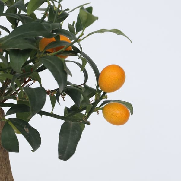 Kumquat - Citrus microcarpa fortunella 'Kumquat' - Højde 50-60cm - ⌀19cm