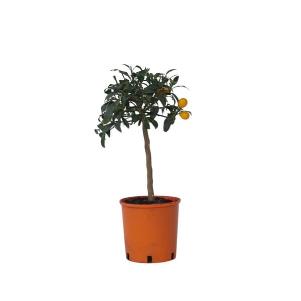 Dvärg orange - Citrus microcarpa fortunella 'Kumquat' - Höjd 50-60cm - ⌀19cm