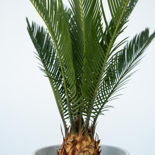 Japansk koglepalme - Sæt med 4 - Cycas revoluta - Højde 45-60cm - ⌀15cm