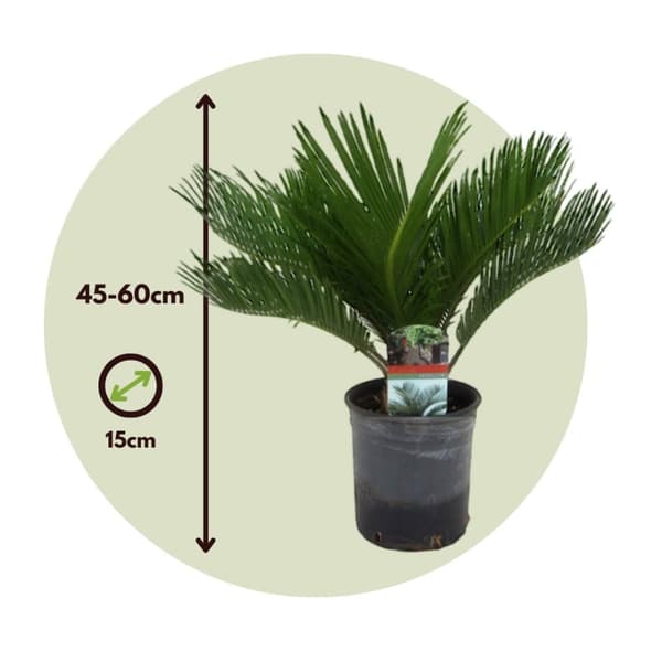 Japansk koglepalme - Sæt med 4 - Cycas revoluta - Højde 45-60cm - ⌀15cm