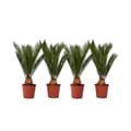Miniatyrbillede 1 af 3: Japansk koglepalme - Sæt med 4 - Cycas revoluta - Højde 45-60cm - ⌀15cm