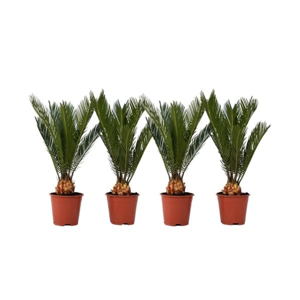 Japansk koglepalme - Sæt med 4 - Cycas revoluta - Højde 45-60cm - ⌀15cm
