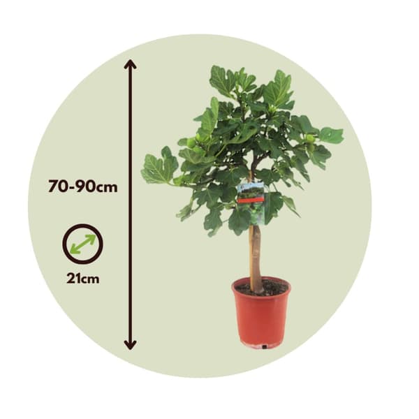 Fikon - Set om 2 - Ficus Carica - Höjd 70-90cm - ⌀21cm