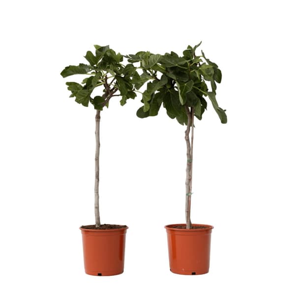 Fikon - Set om 2 - Ficus Carica - Höjd 70-90cm - ⌀21cm