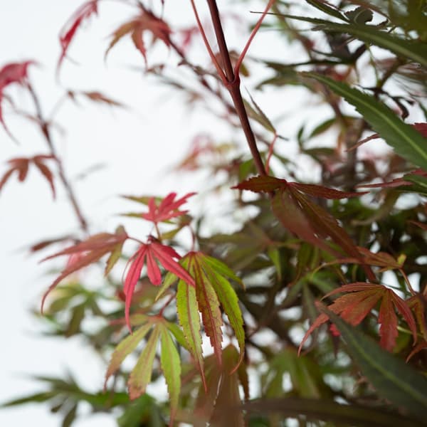 Japansk lönn - Set om 2 - Acer palmatum 'Shaina' - Höjd 80-90cm - ⌀19cm