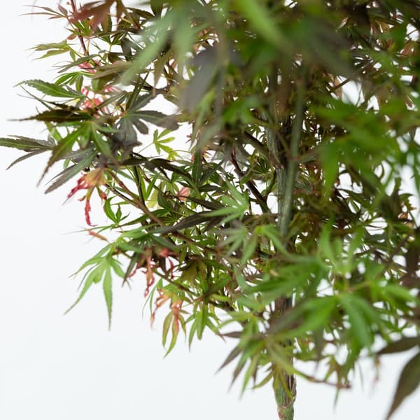 Japansk lönn - Set om 2 - Acer palmatum 'Shaina' - Höjd 80-90cm - ⌀19cm