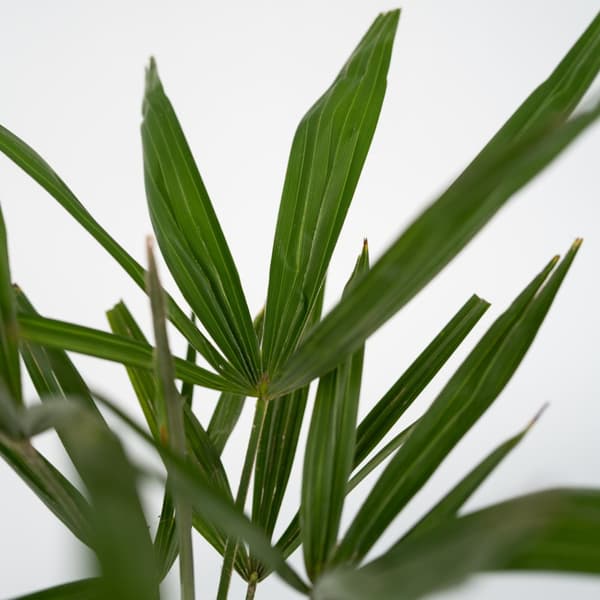 Hørpalme - Sæt med 2 - Trachycarpus Fortunei - Højde 35-45cm - ⌀15cm