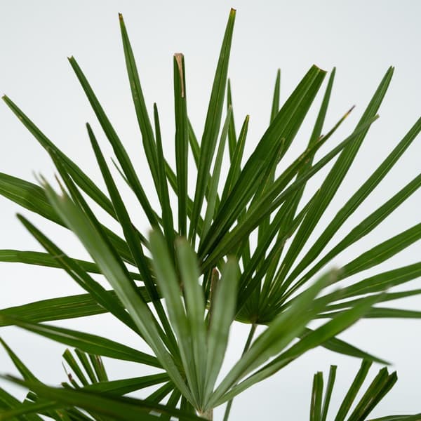 Hørpalme - Sæt med 2 - Trachycarpus Fortunei - Højde 35-45cm - ⌀15cm