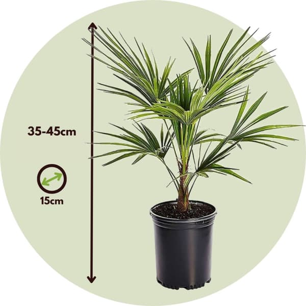 Hørpalme - Sæt med 2 - Trachycarpus Fortunei - Højde 35-45cm - ⌀15cm