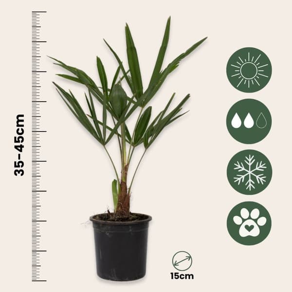 Väderkvarnspalm - Set om 4 - Trachycarpus Fortunei - Höjd 35-45cm - ⌀15cm