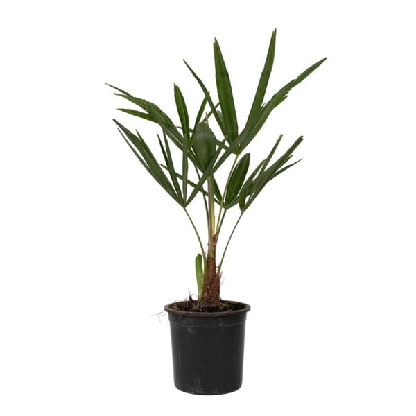 Väderkvarnspalm - Set om 4 - Trachycarpus Fortunei - Höjd 35-45cm - ⌀15cm