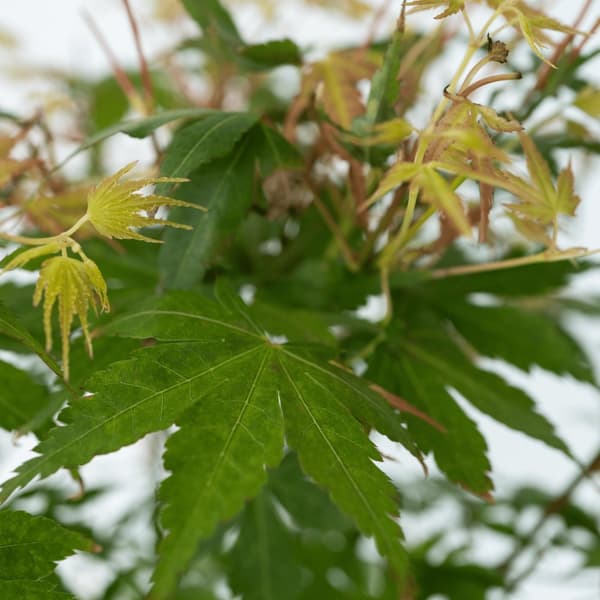 Japanin vaahtera - Acer palmatum 'Katsura' - Korkeus 60-70cm - ⌀19cm