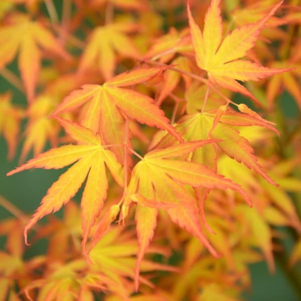 Japanin vaahtera - Acer palmatum 'Katsura' - Korkeus 60-70cm - ⌀19cm